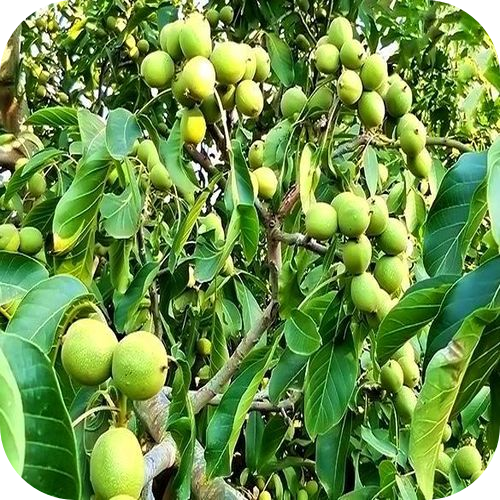 Грецкий орех "Фержан" Грецкий орех "Фержан"