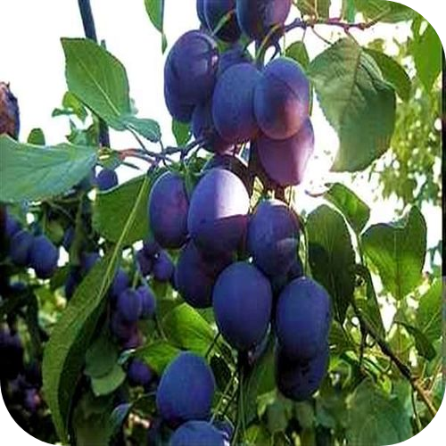 Слива "Дымчатка" Слива "Дымчатка"