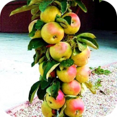Яблоня колоновидная "Трайдент" Яблоня колоновидная "Трайдент"