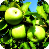 Яблоня "Ренет Симиренко" 